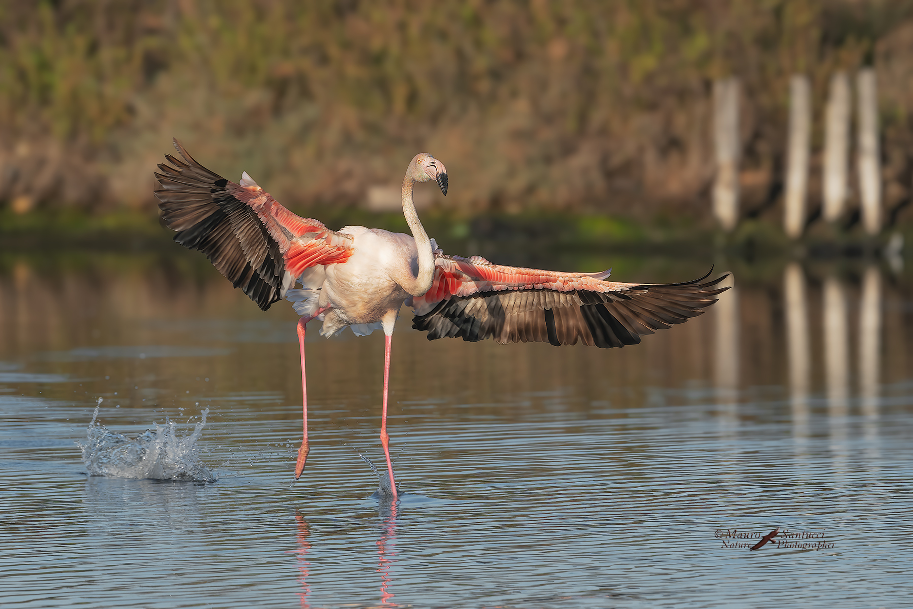 Fenicottero-in-atterraggio_DSC08079