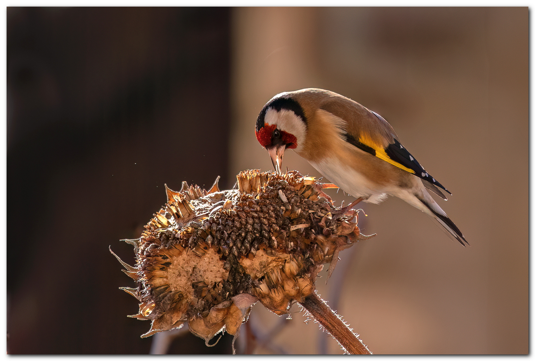 Cardellino in controluce