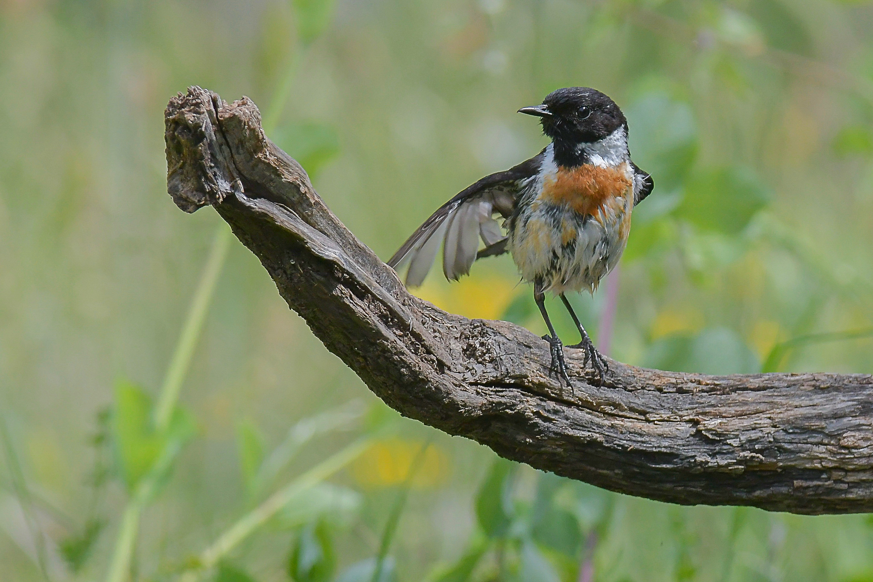 Saltimpalo sottospecie siberiana