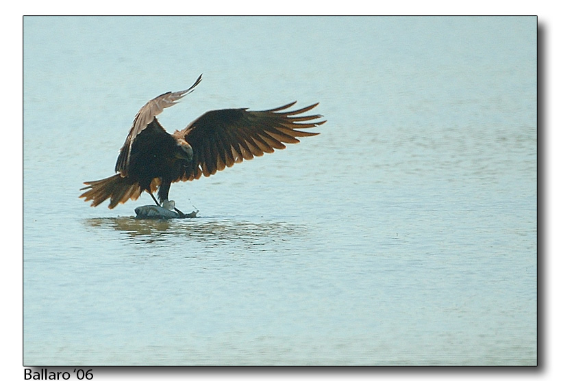 Falco di palude con pranzo