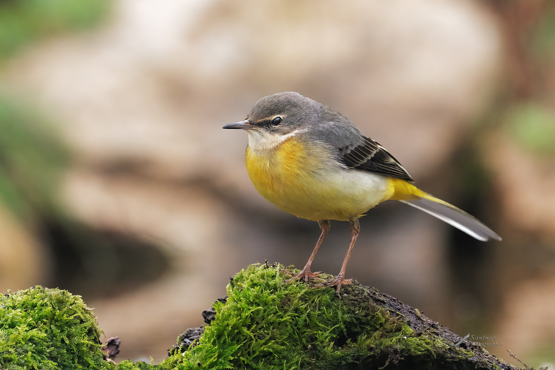 Ballerina-gialla_-Motacilla-cinerea_0266