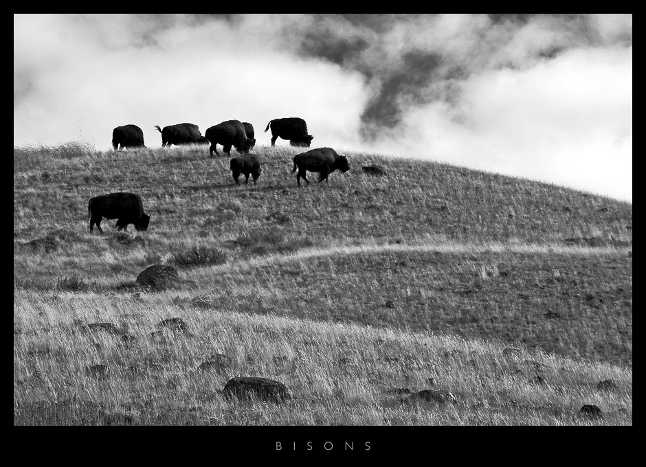 Bisons