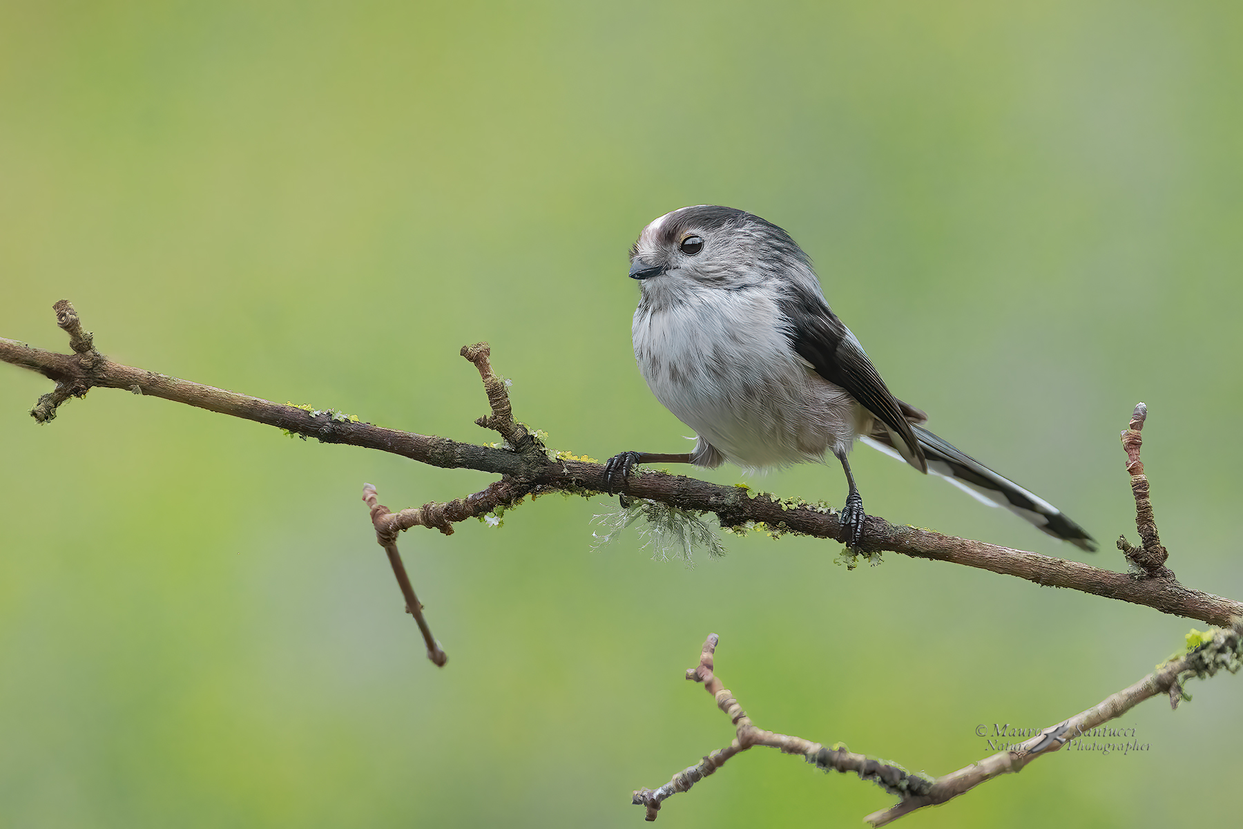 Il-Codibugnolo_DSC09615