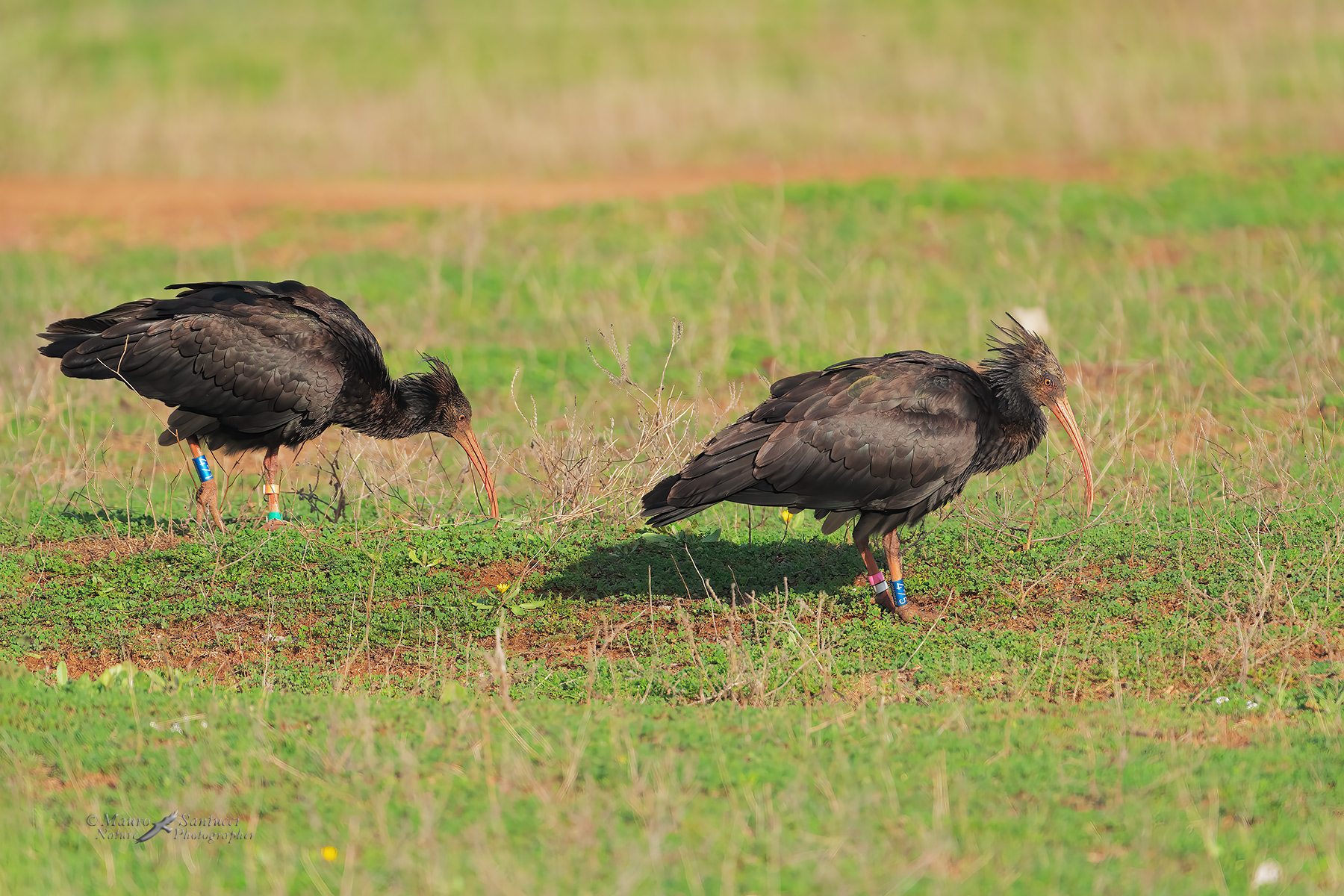 Ibis-eremita-475_-471_DSC08943