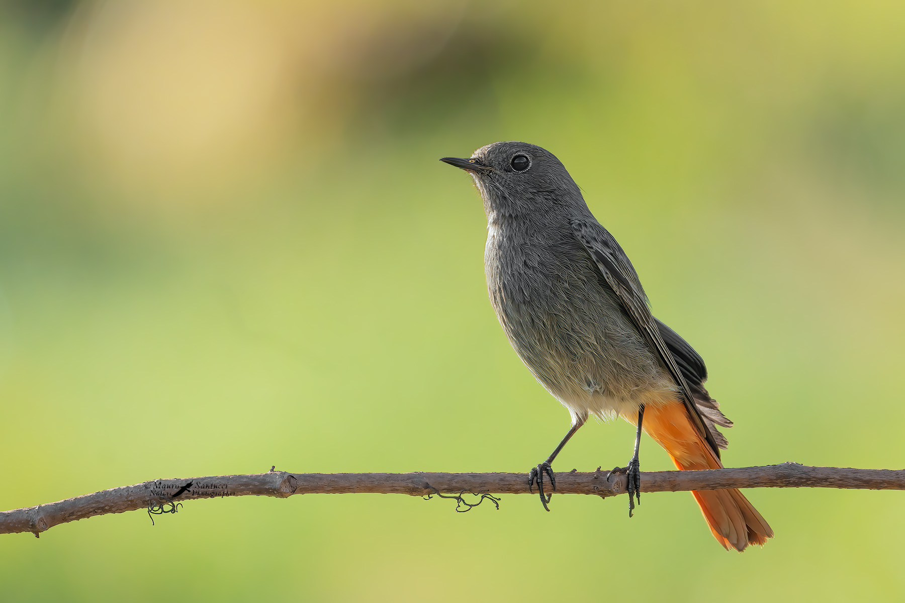 Codirosso-spazzacamino_DSC00472