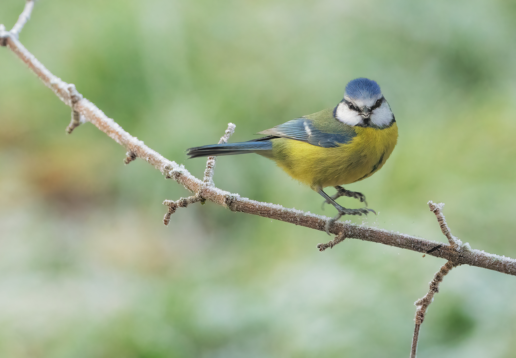 Il-ghiaccio-brucia_-Cinciarella-DSC09134