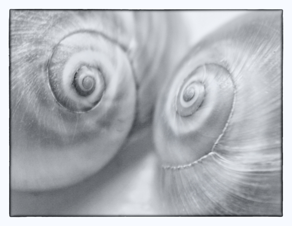 Chioccioline di mare