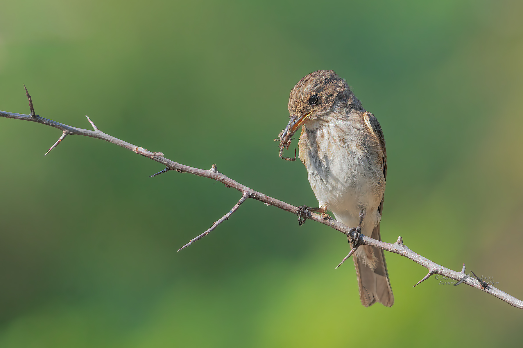 Pigliamosche-con-ragno_DSC01478