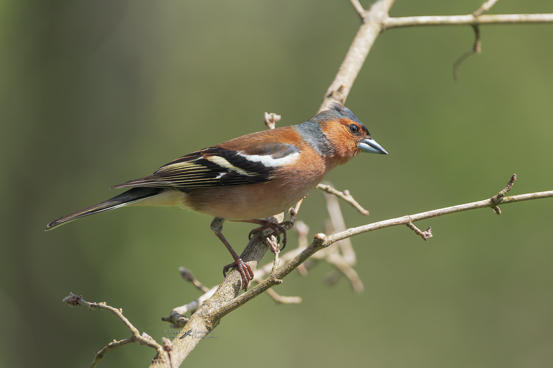 Fringuello-maschio_DSC05806