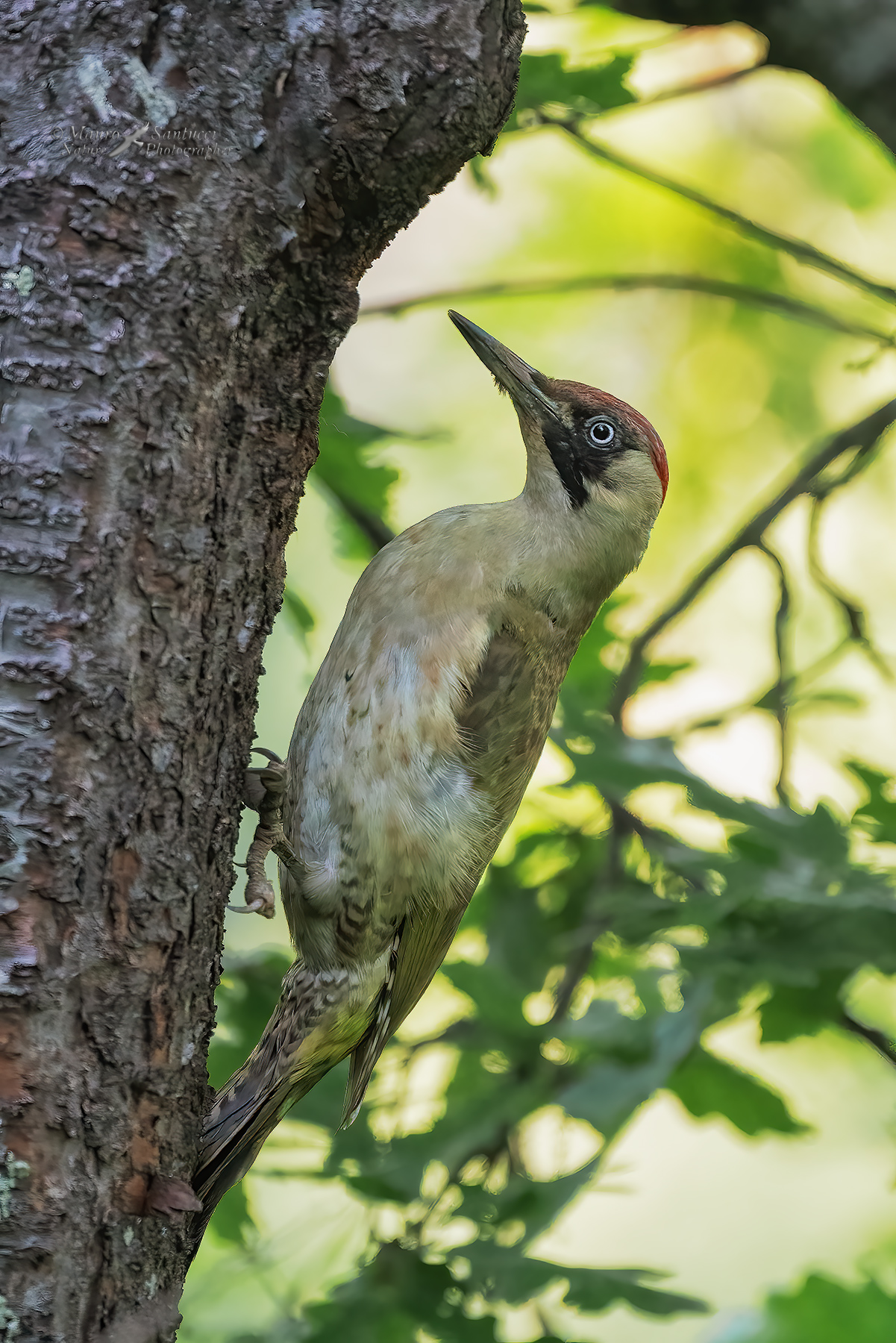 Picchio-verde_DSC06813