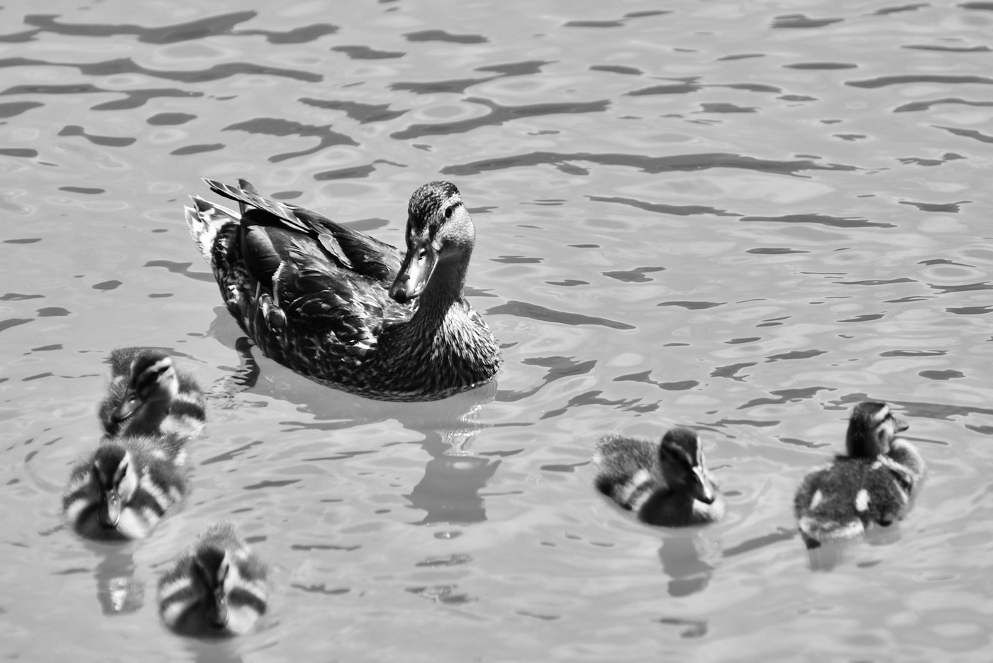 Famigliola in B&W...