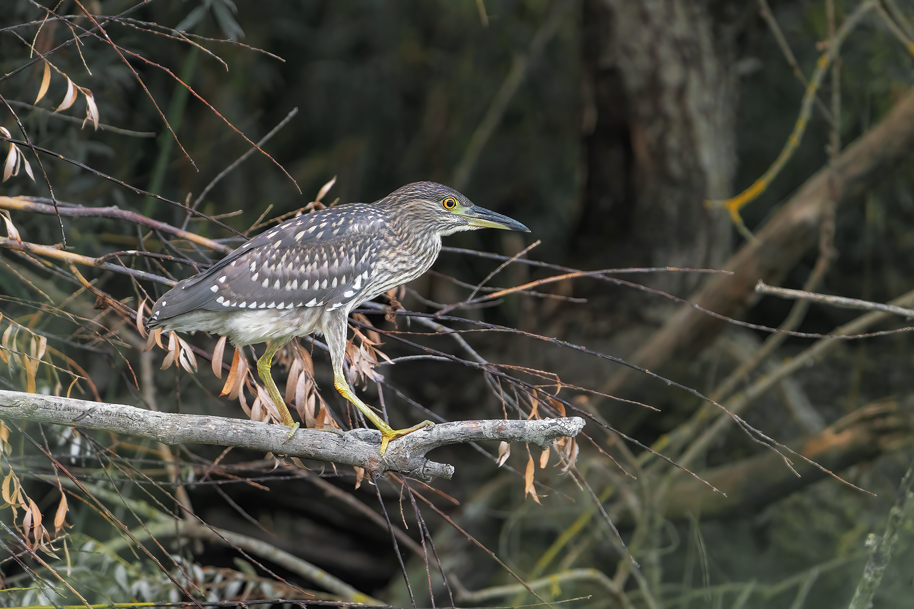 Nitticora-giovane_DSC07402