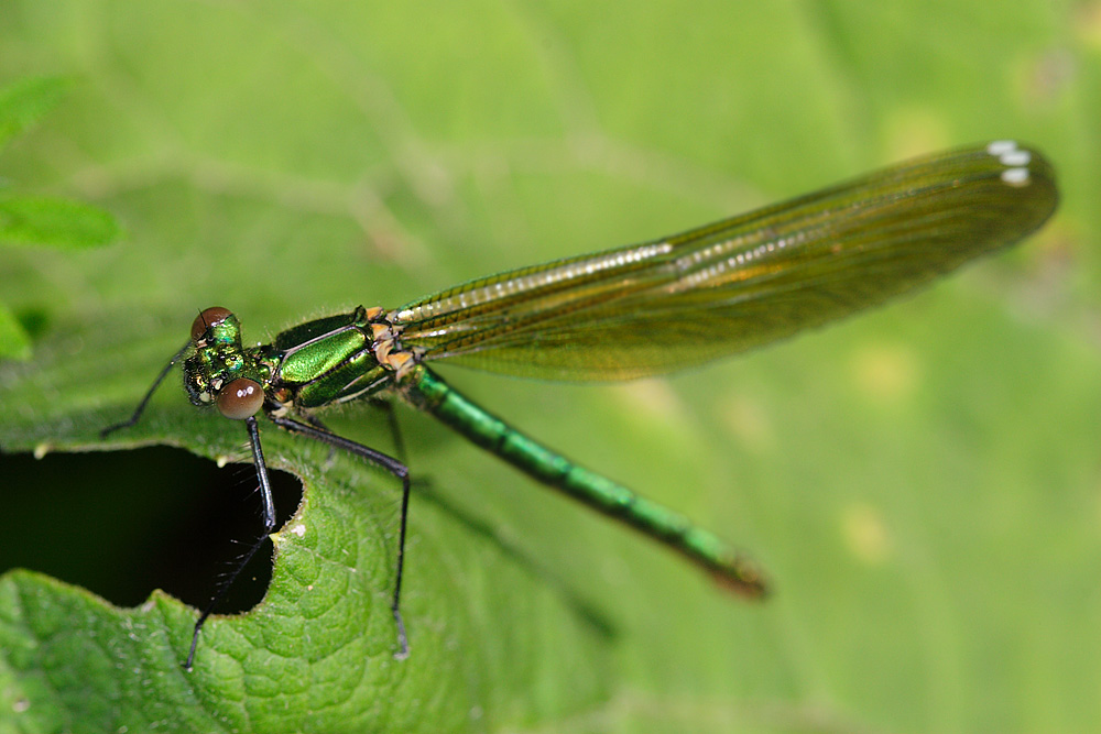 Libellula