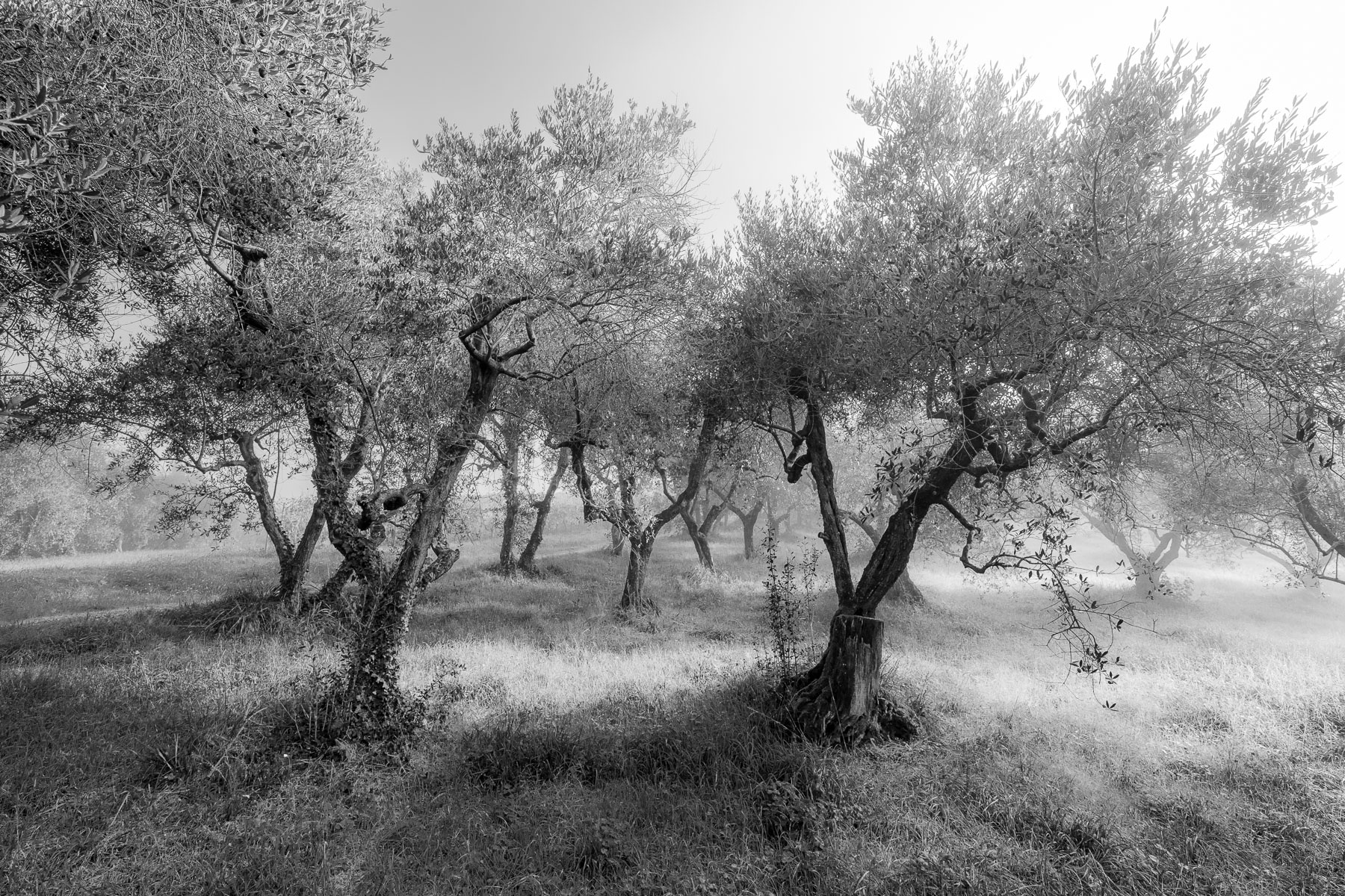 inverno nell'oliveto II