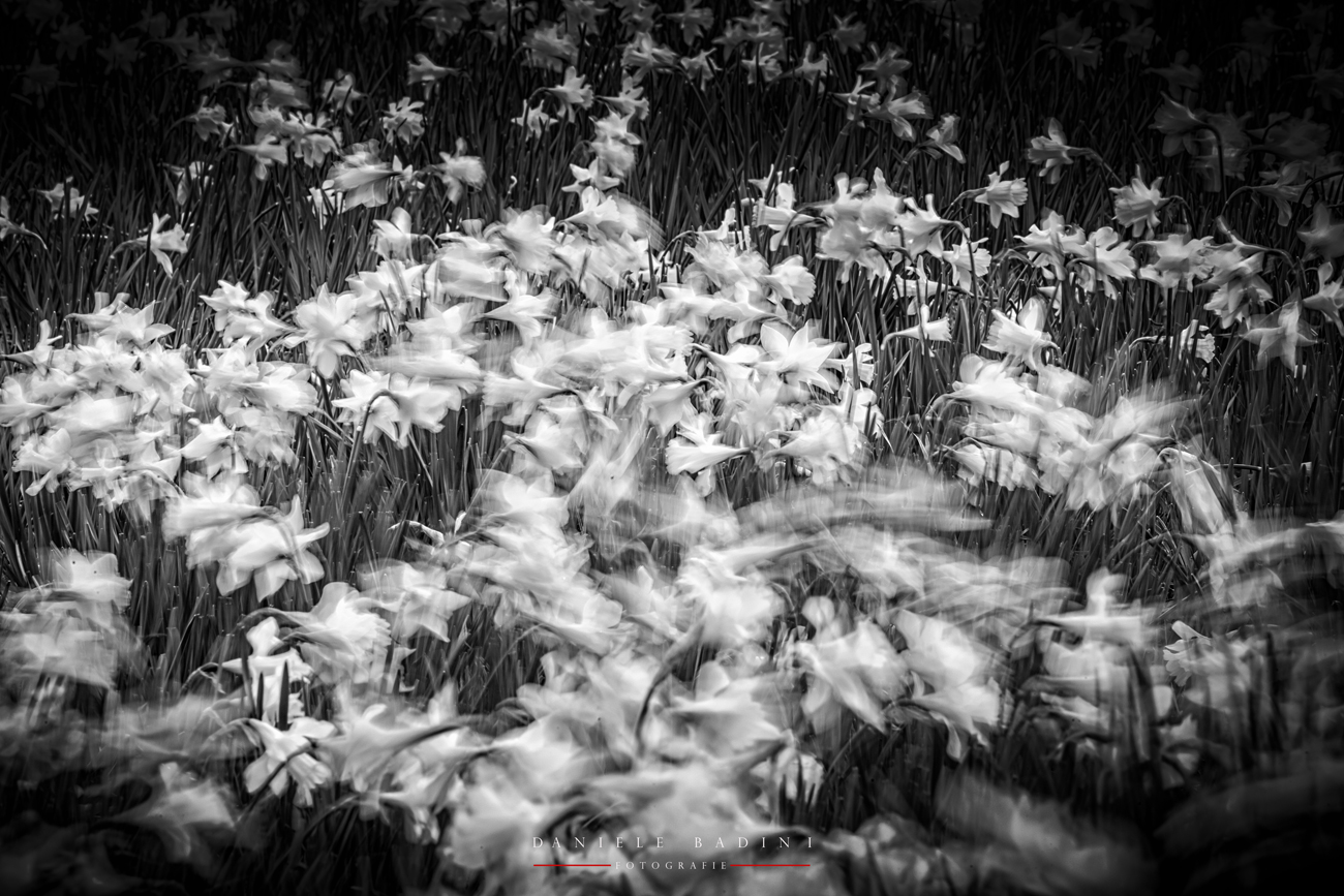 Narcisi e vento in BN