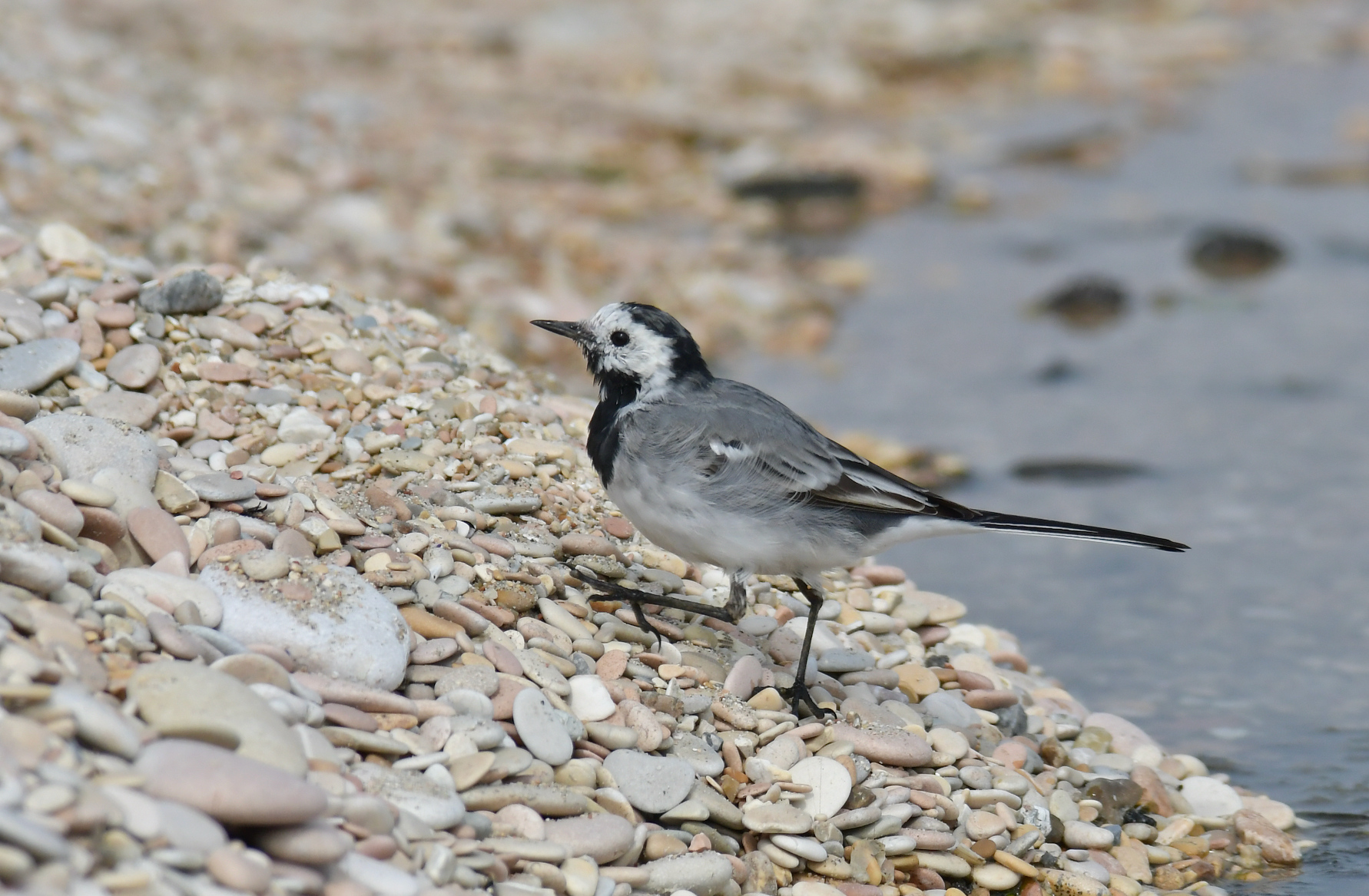 Ballerina bianca in salita