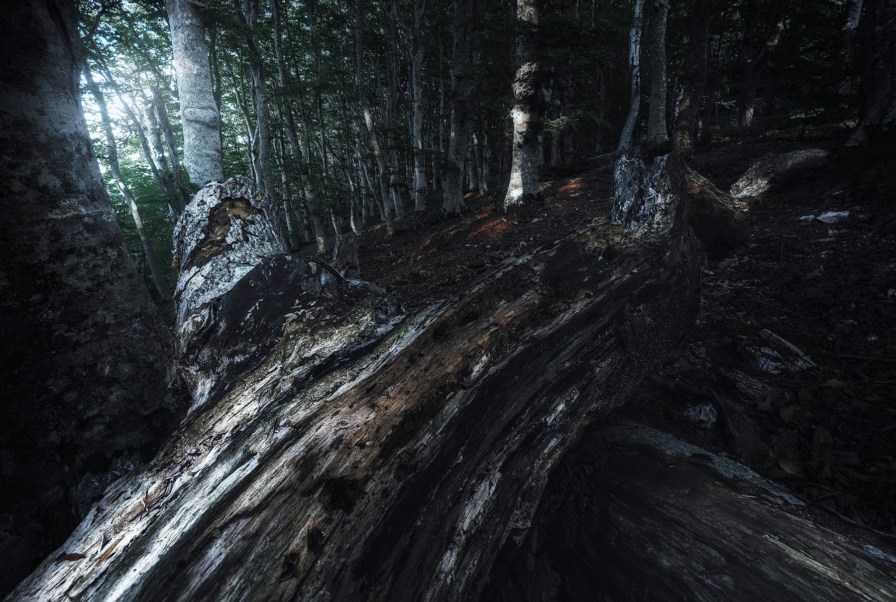 Sognando boschi oscuri