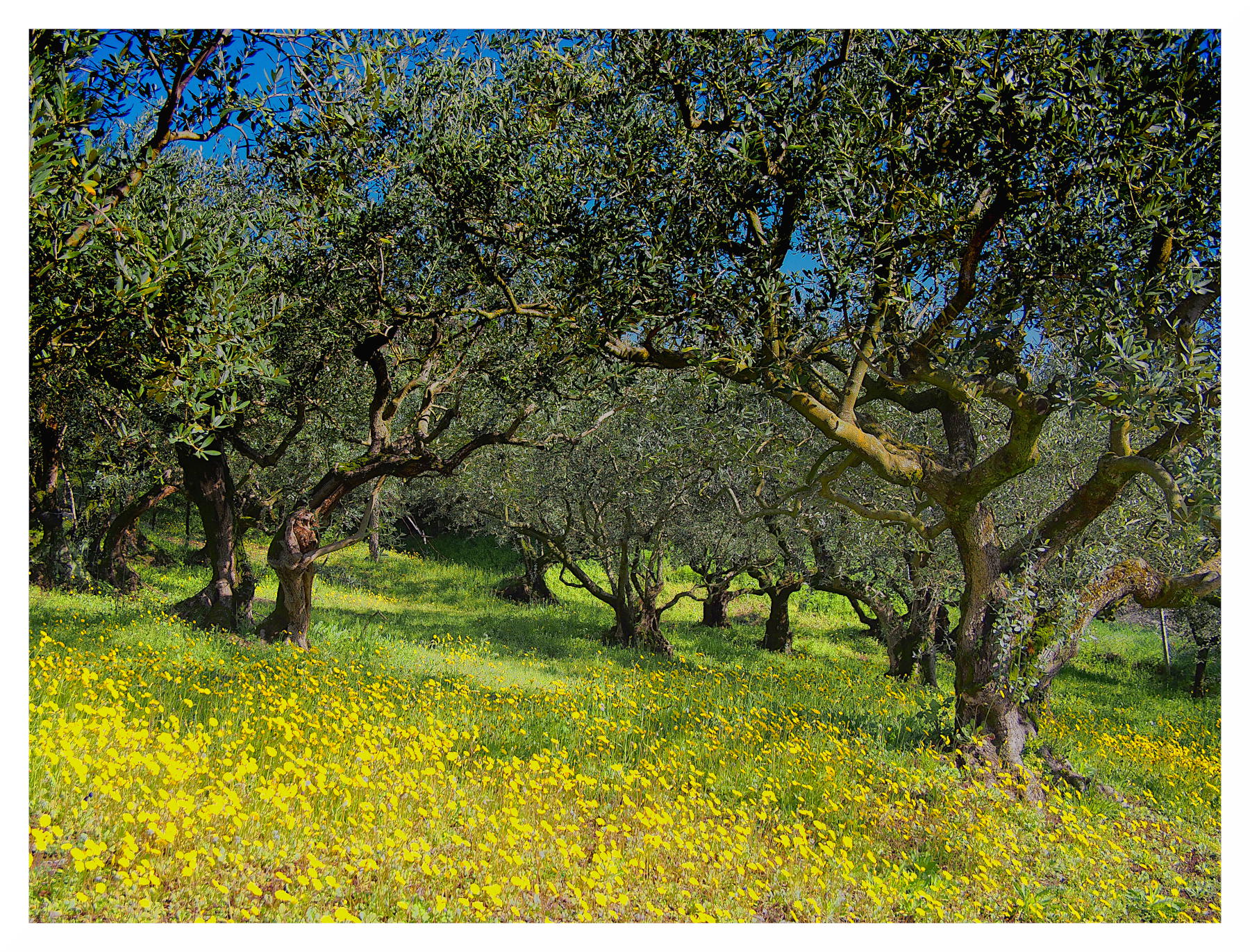 inizi di primavera tra gli ulivi