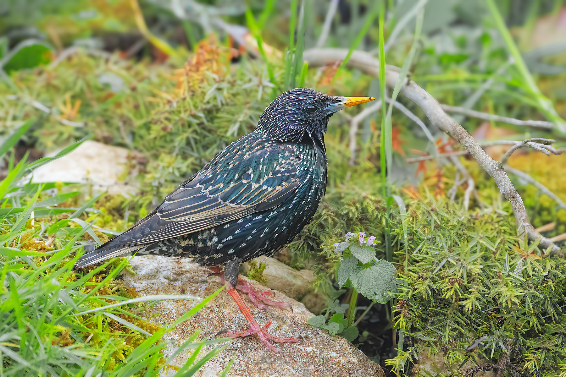 Sturnus-vulgaris_DSC03935