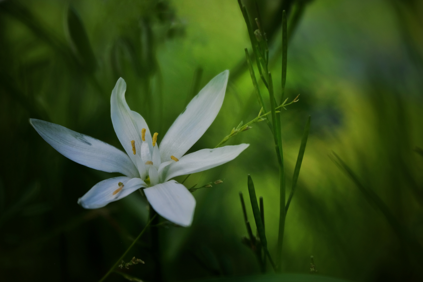 Come � profondo il prato.....