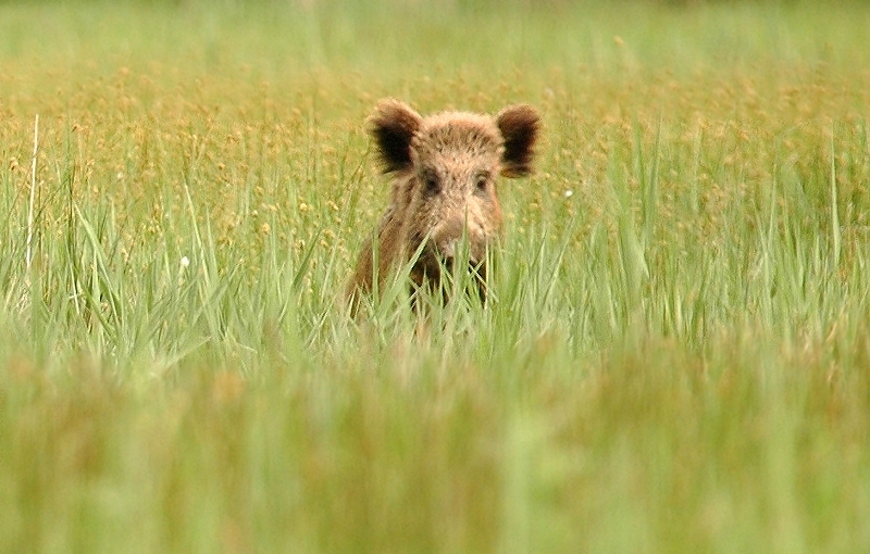 Incontro inaspettato