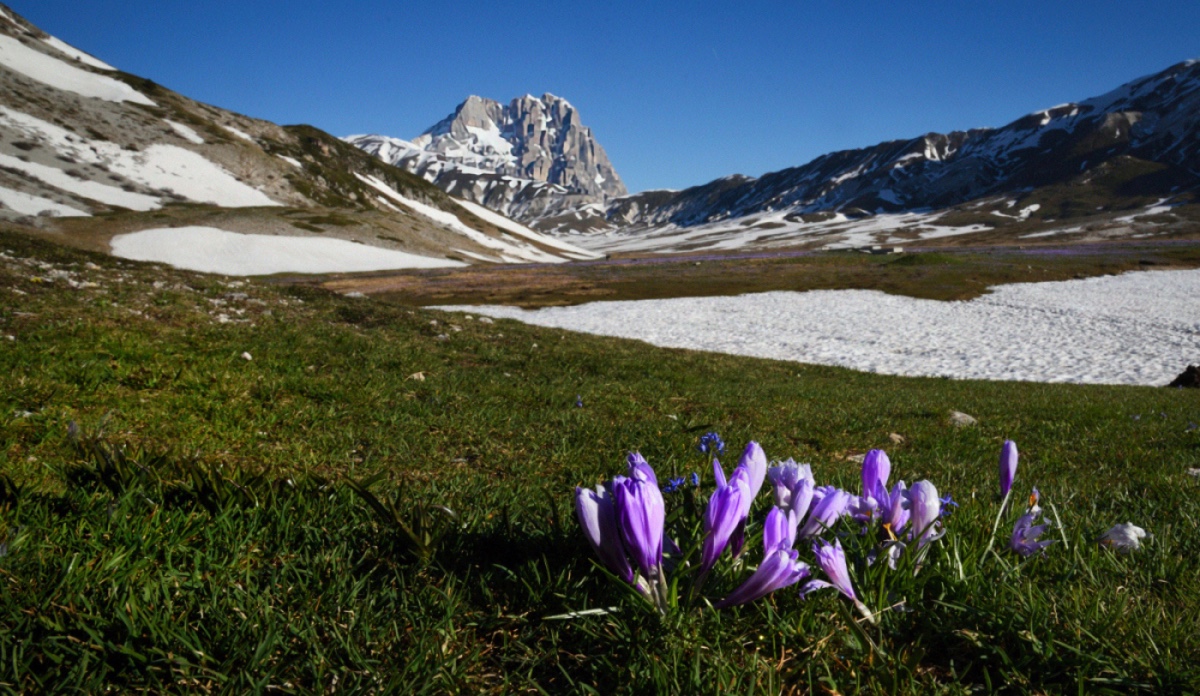 Crocus sul Gran Sasso