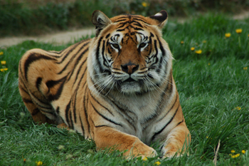 la mia prima foto con D50