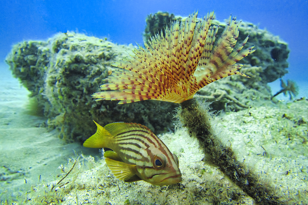 All'ombra di una palma...