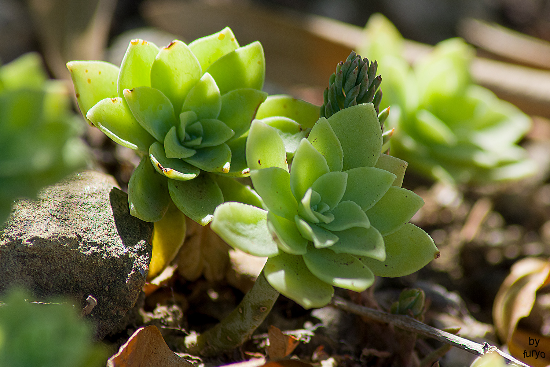 Grassa a chi? Tuttalpi� succulenta!