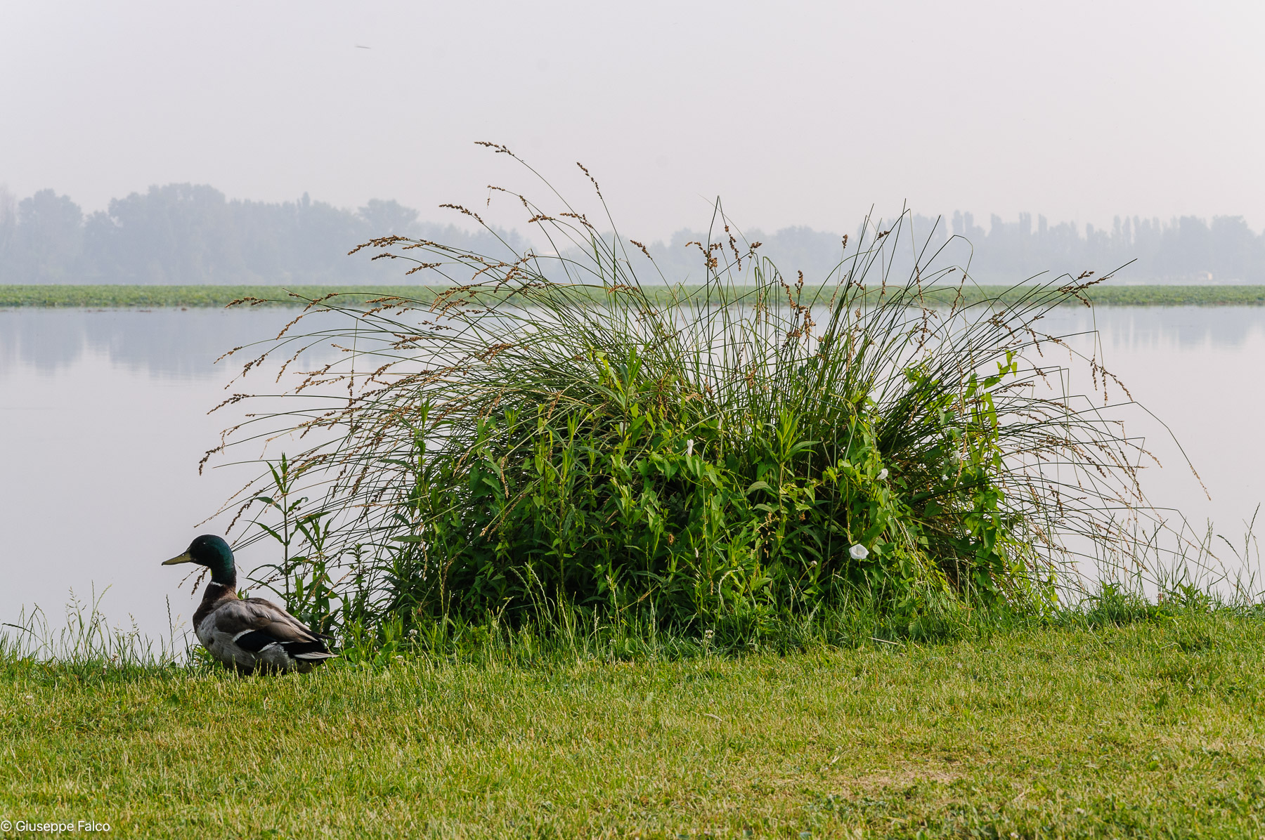 Tornerai Prima o Poi...