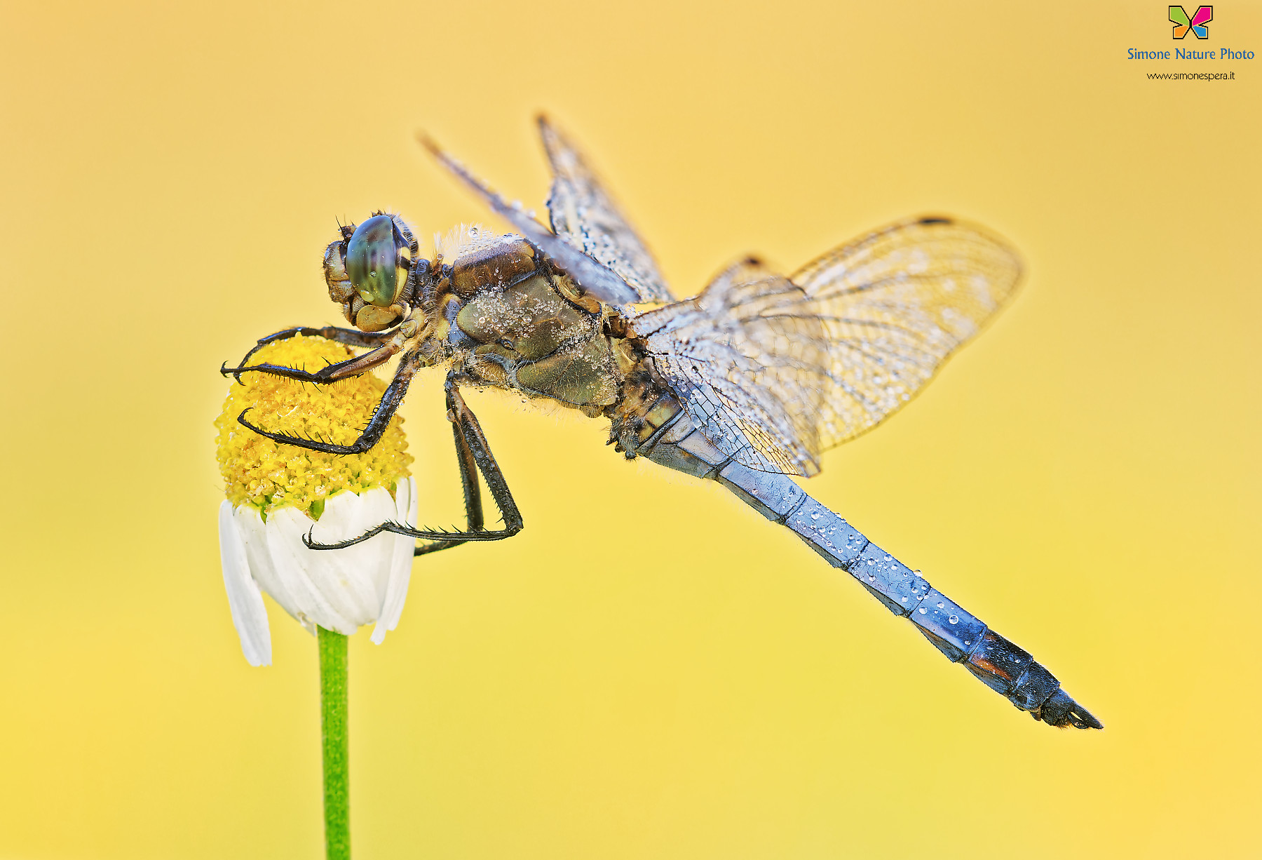 Orthetrum cancellatum