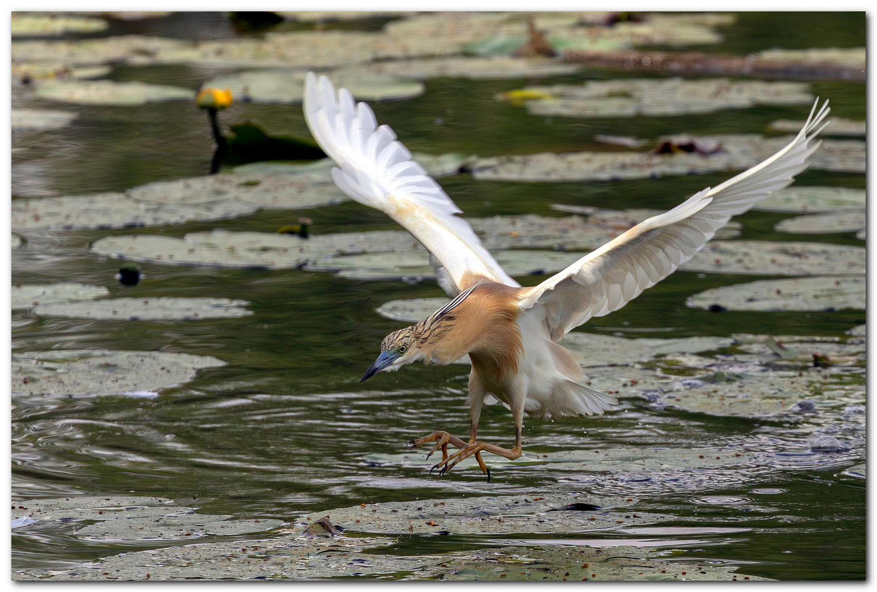Sgarza ciuffetto in atterraggio