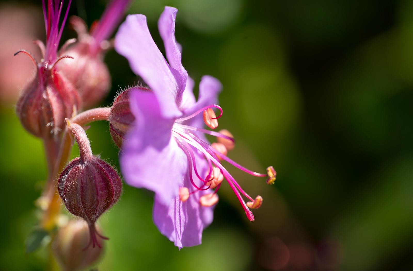 era meglio in verticale?