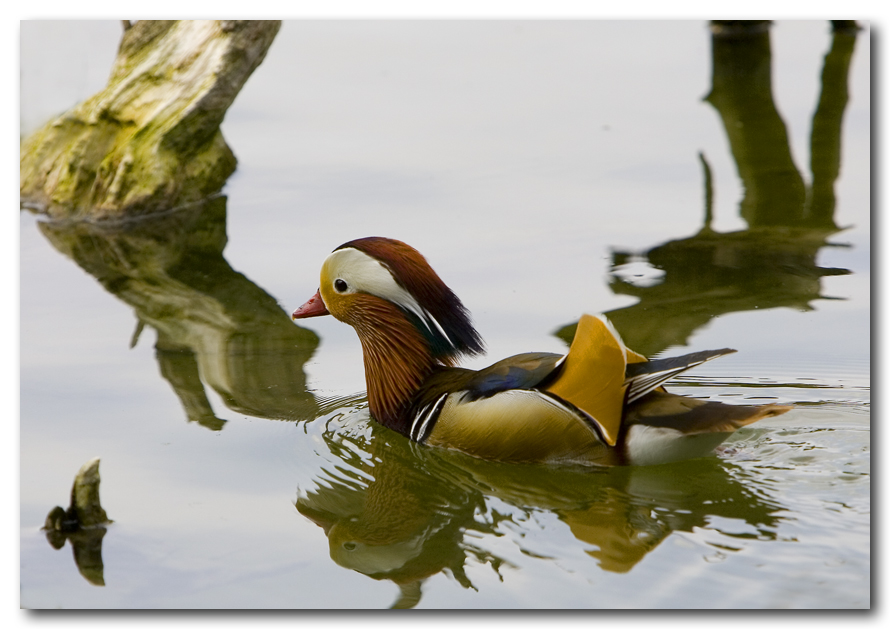 Anche io una papera.....