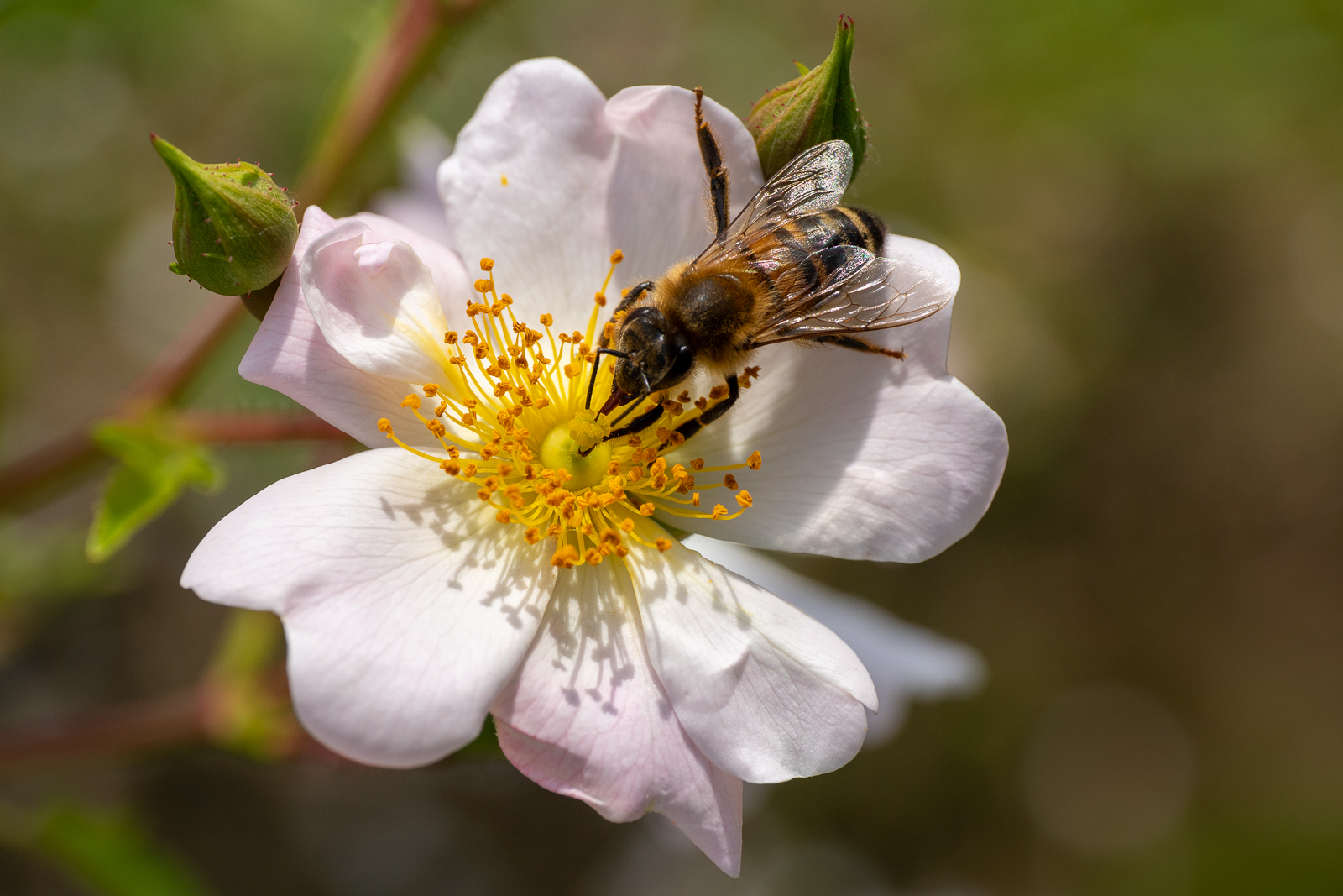 tentativo di ape a mano libera