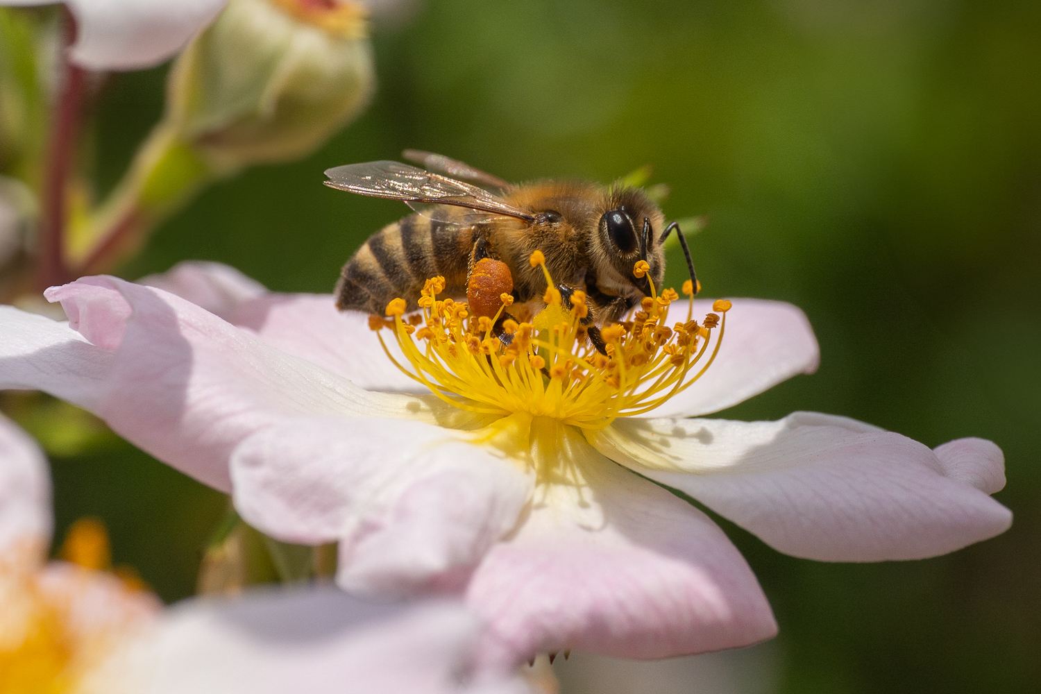 secondo tentativo di ape a mano libera