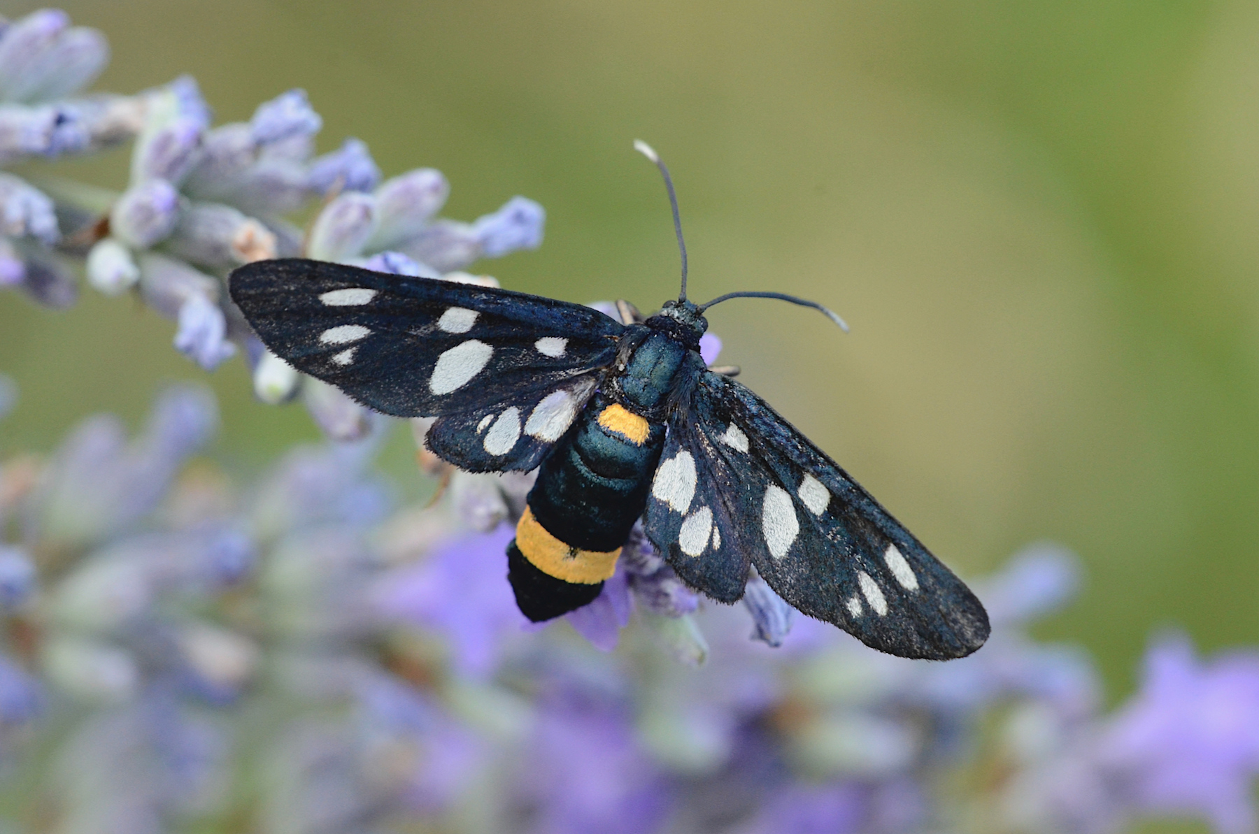 Syntomis phegea su lavanda