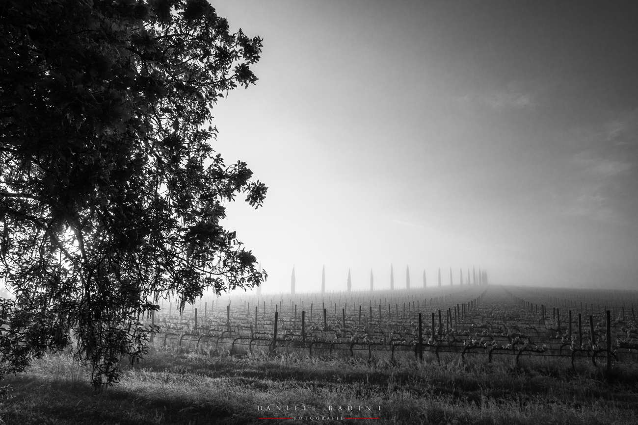 al mattino in vigna