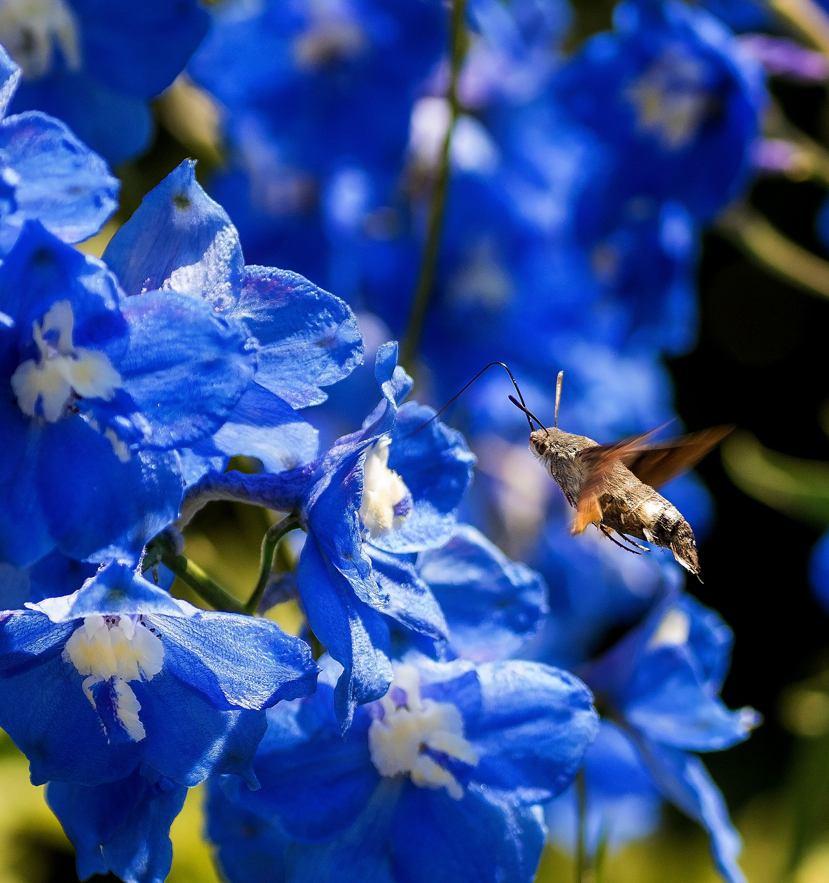 Farfalla Sfinge su Delphinium