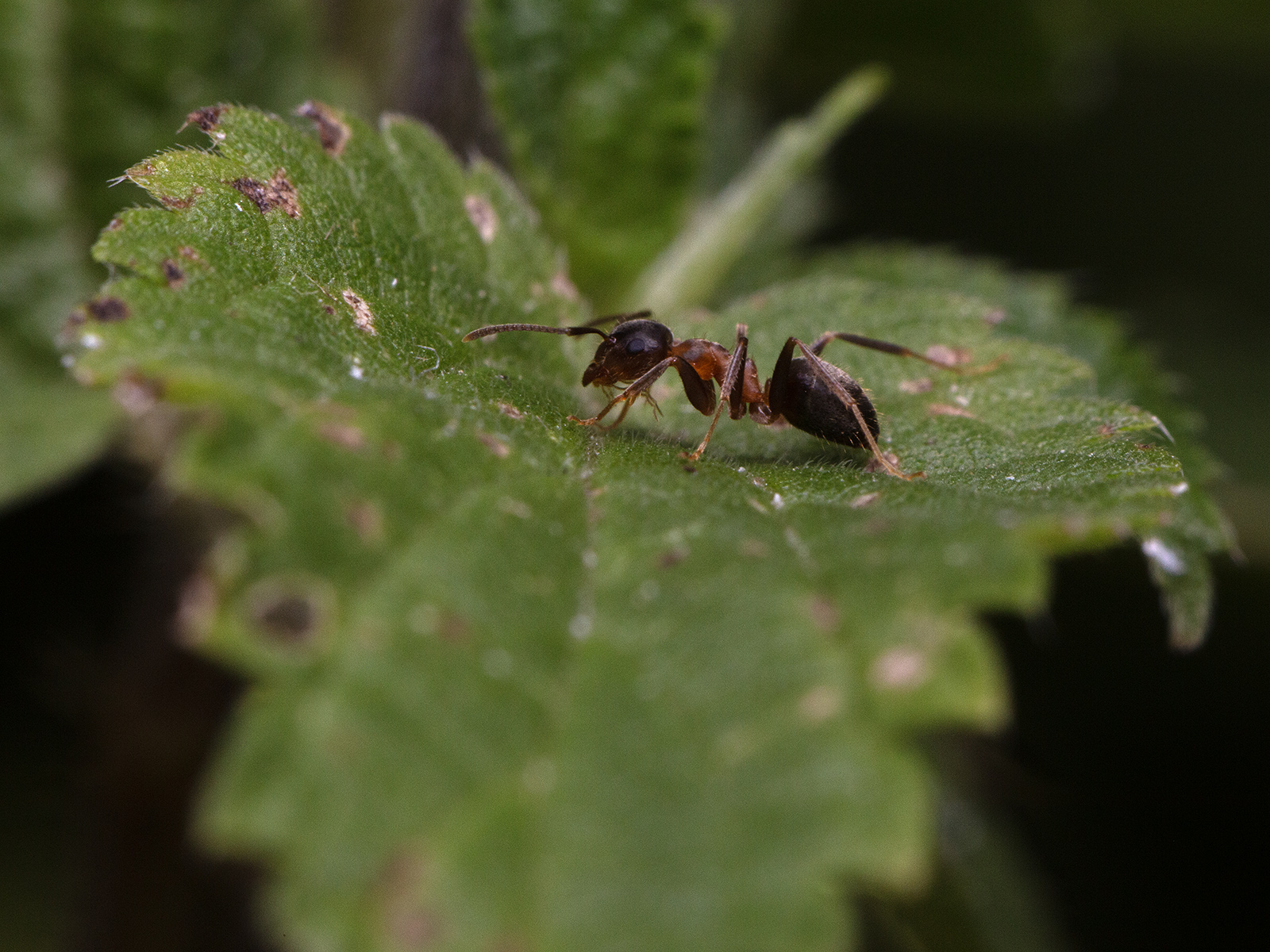 minuscola formica su ortica