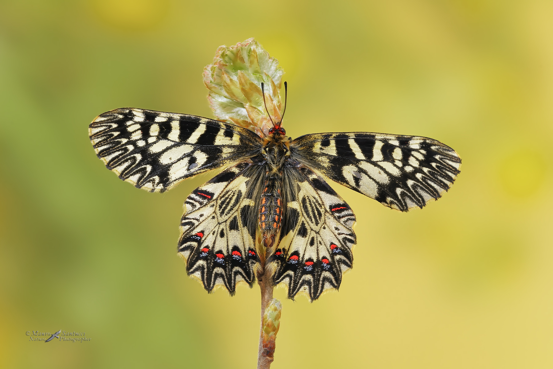 Zerynthia-cassandra_DSC2430