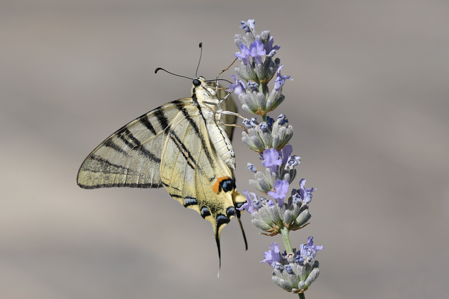 Podalirio su lavanda