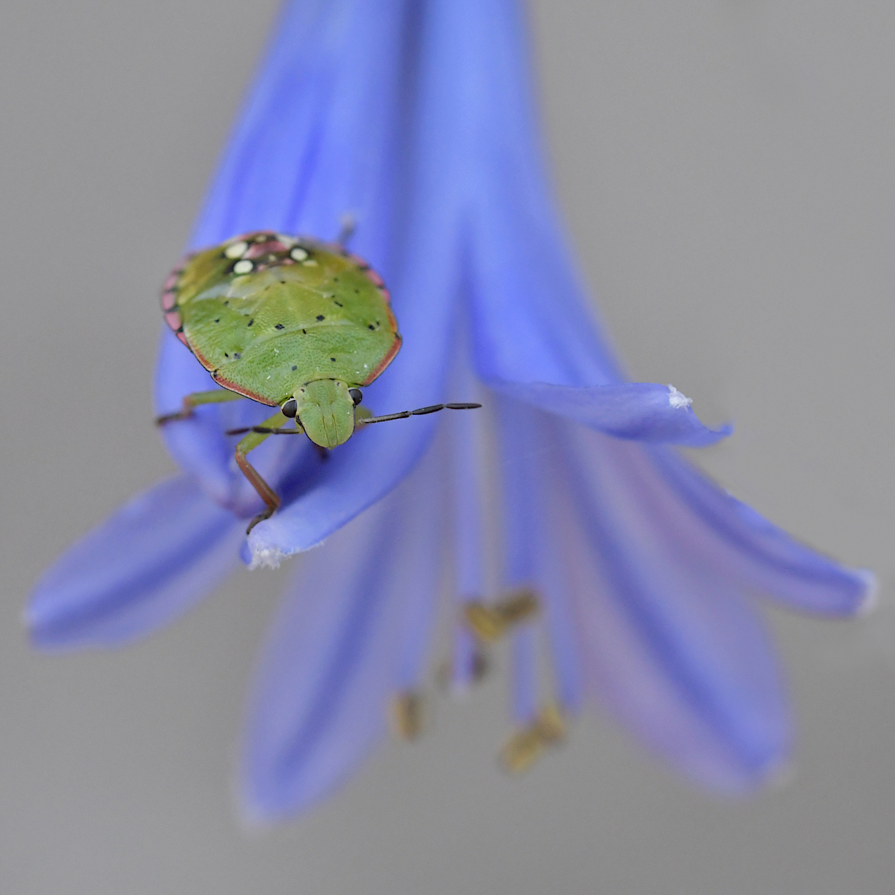 Accostamenti cromatici