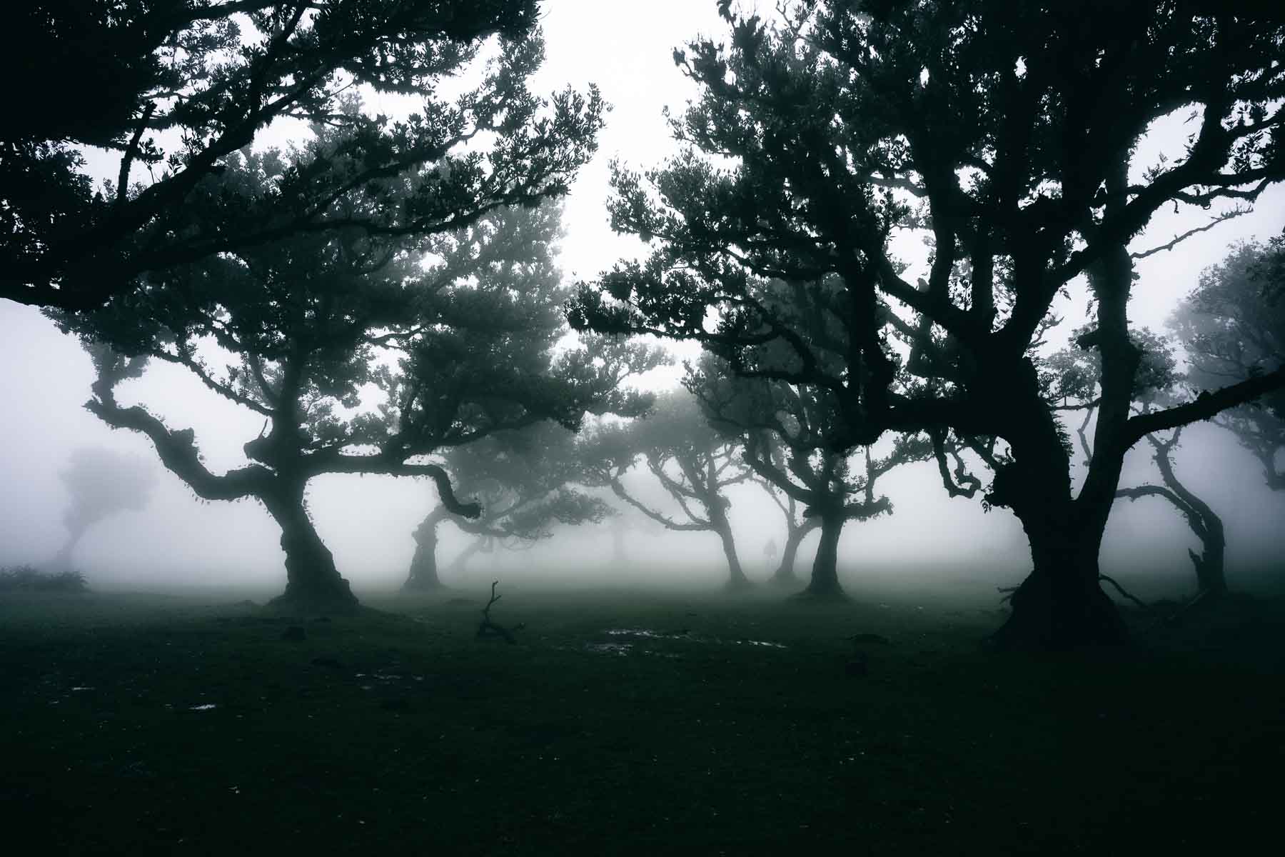 La foresta che respira