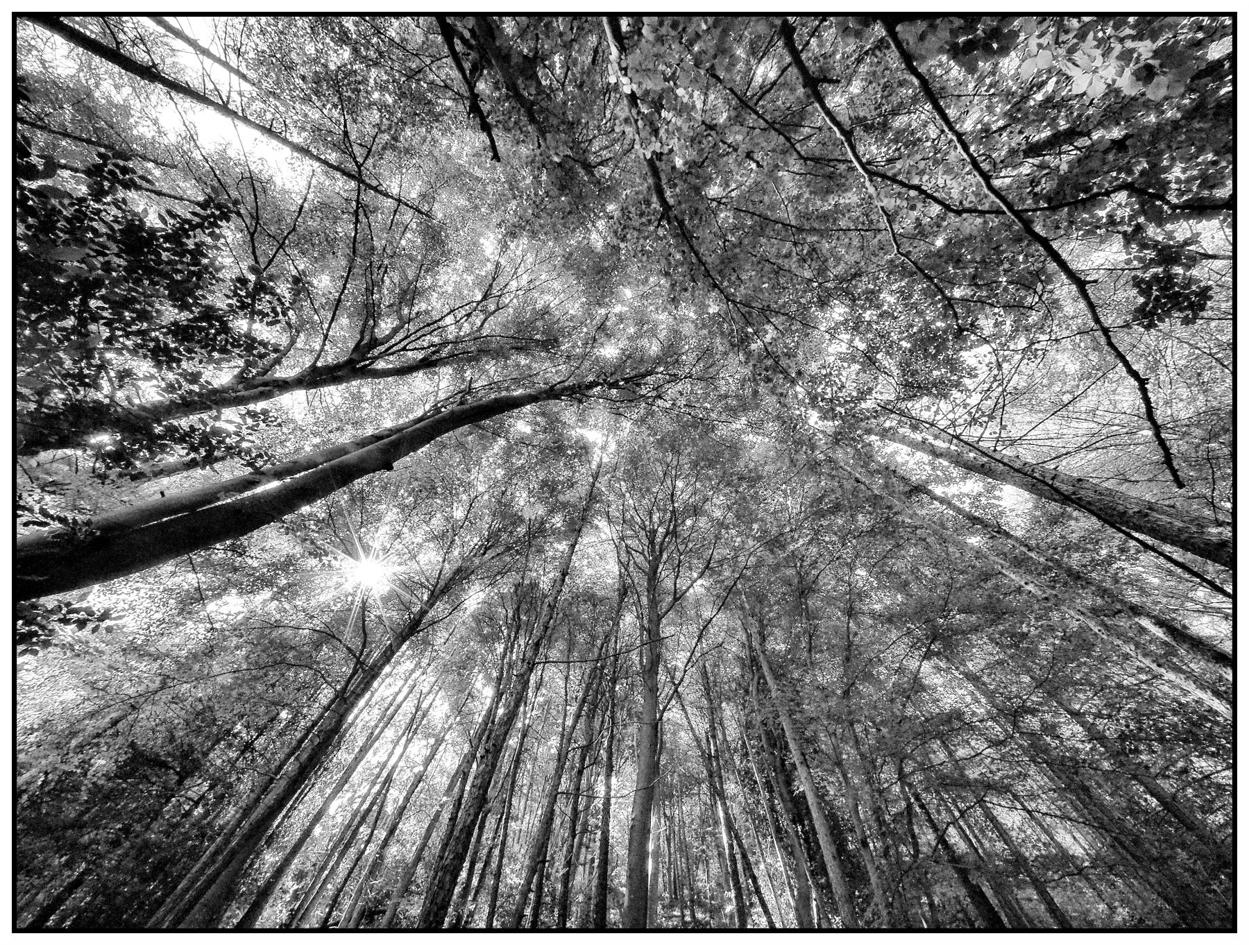 controsole nell'immenso bosco