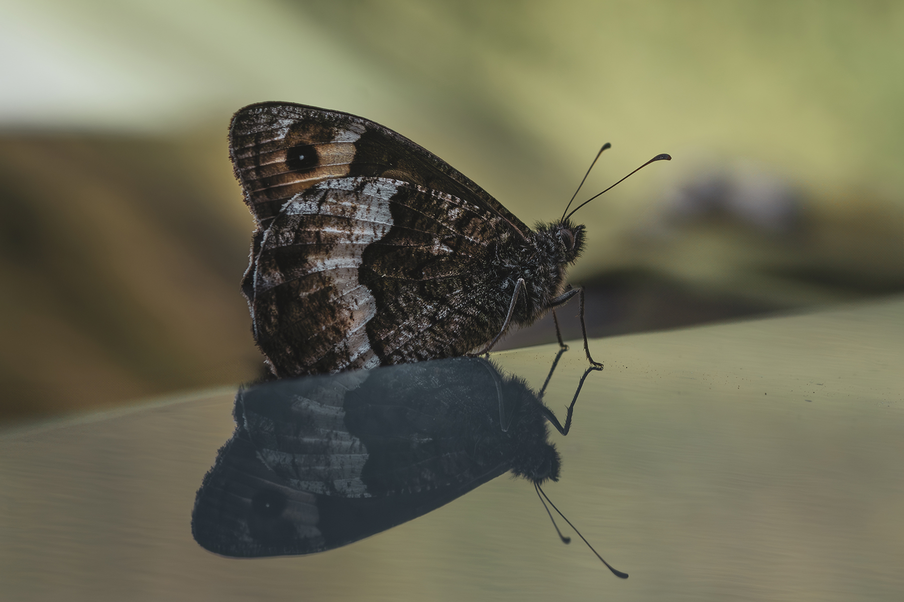 Macro_Umbria_Lug2025_5