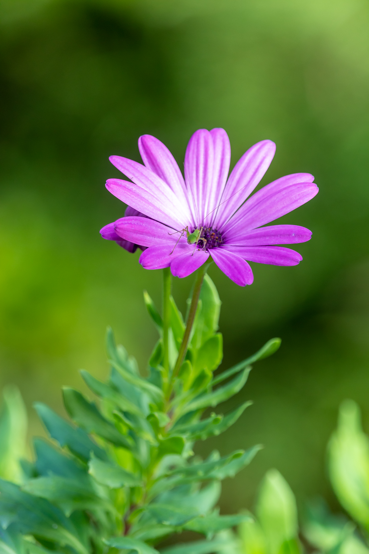 Gerbera con ospite