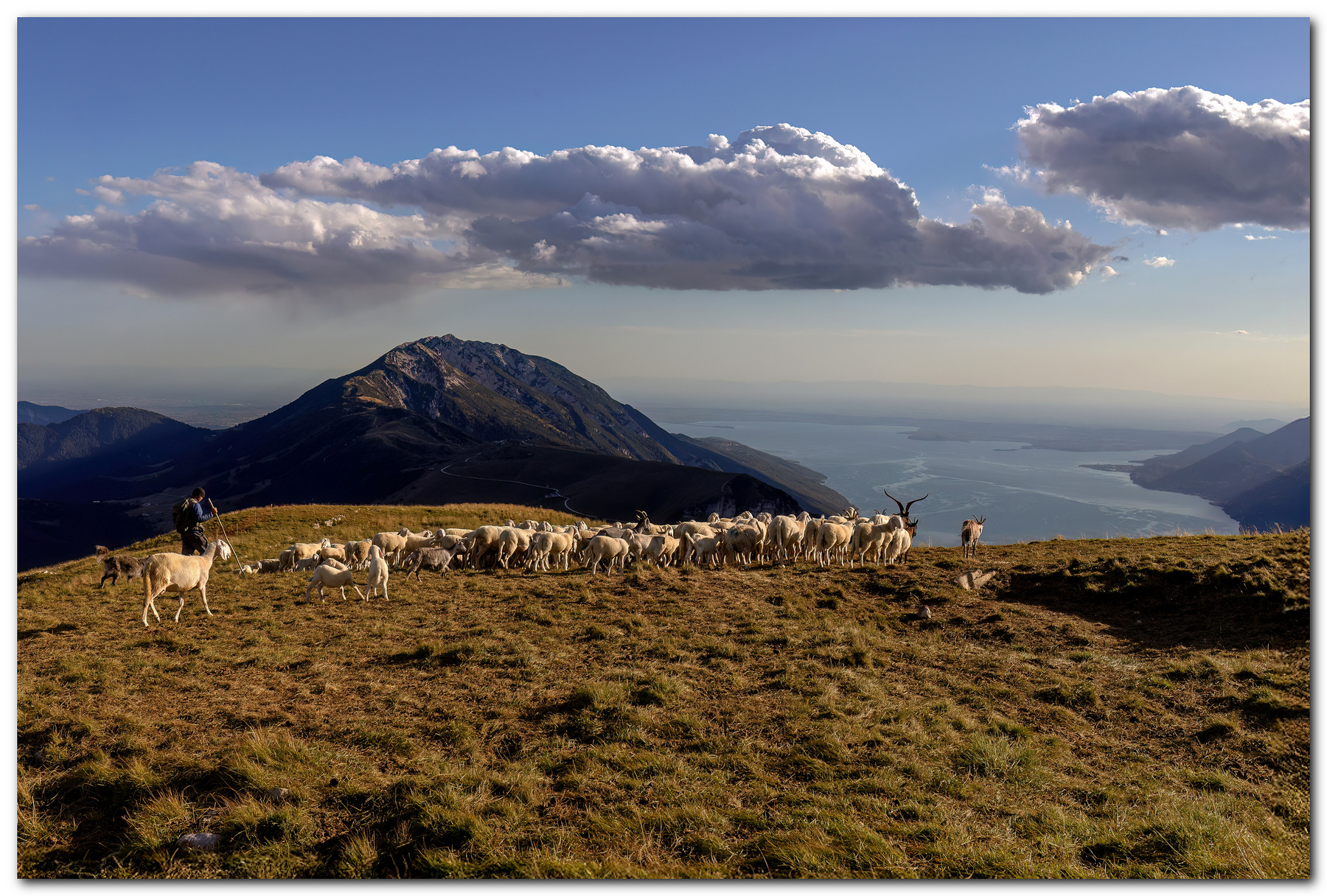 Pascolo sulle terre alte