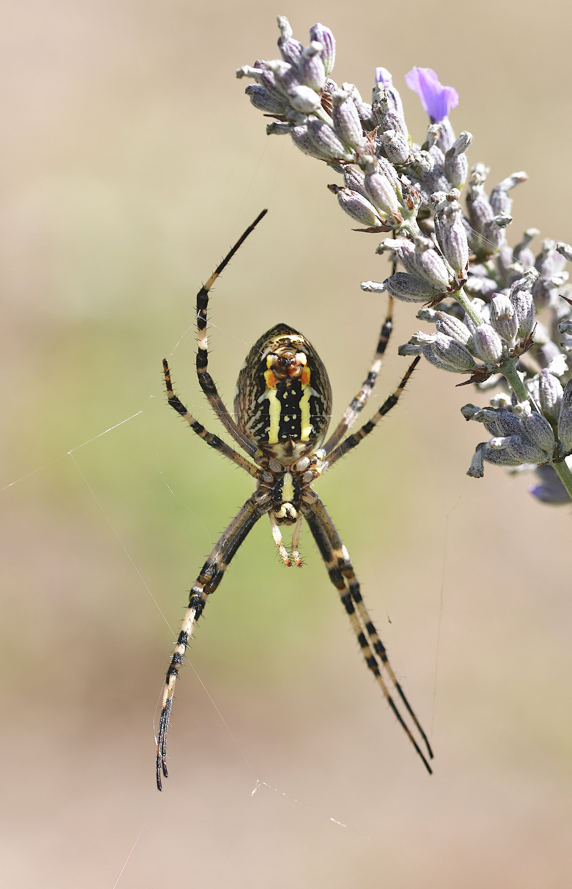 Argiope bruennichi