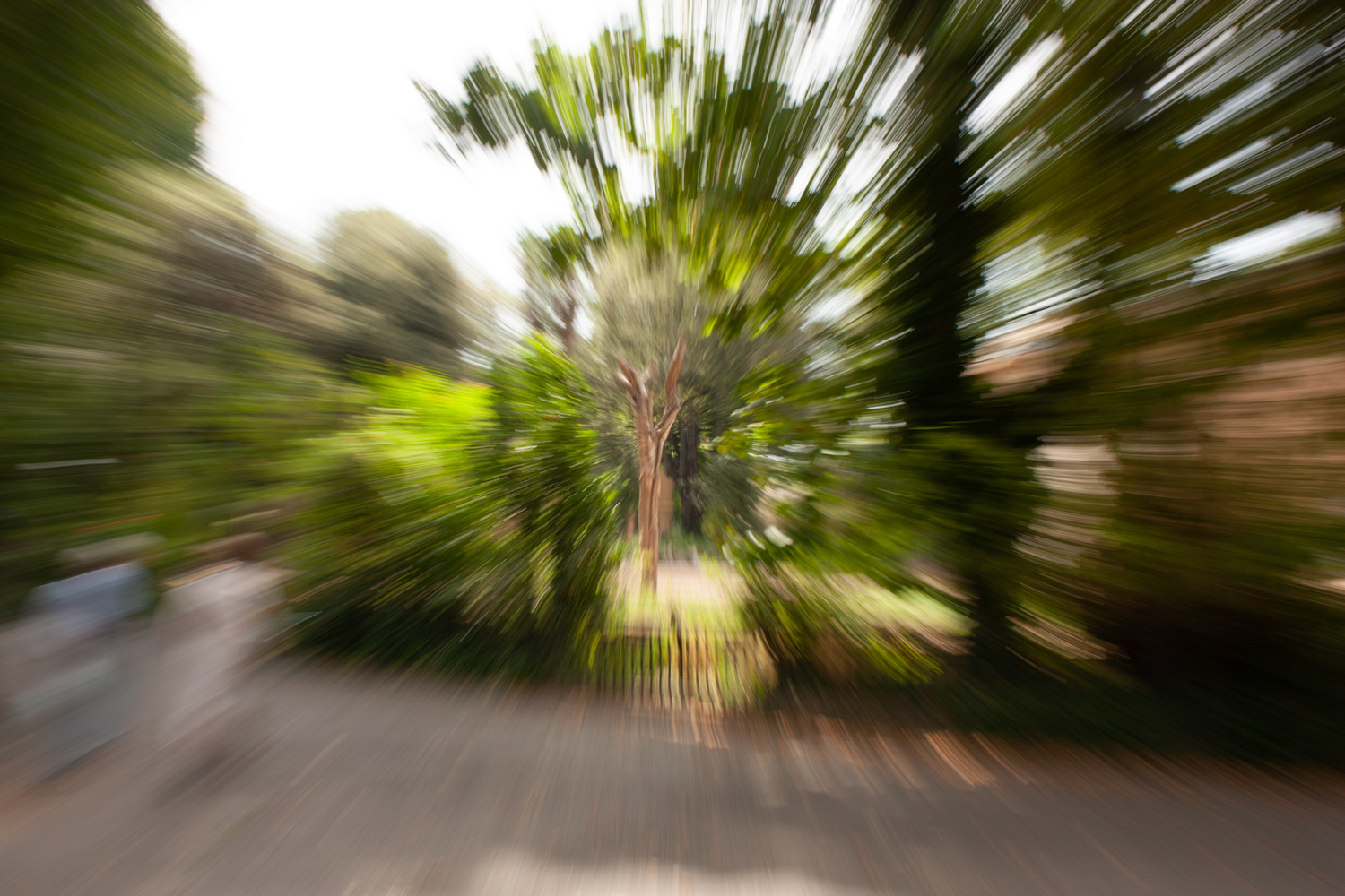 Quando un albero vola a curvatura otto